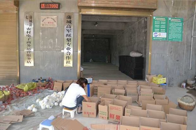 陕西蒲城酥梨贡梨开始走货摸袋撕袋同时进行