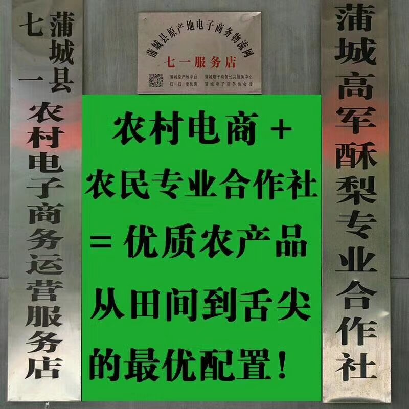 陕西蒲城酥梨贡梨开始走货摸袋撕袋同时进行