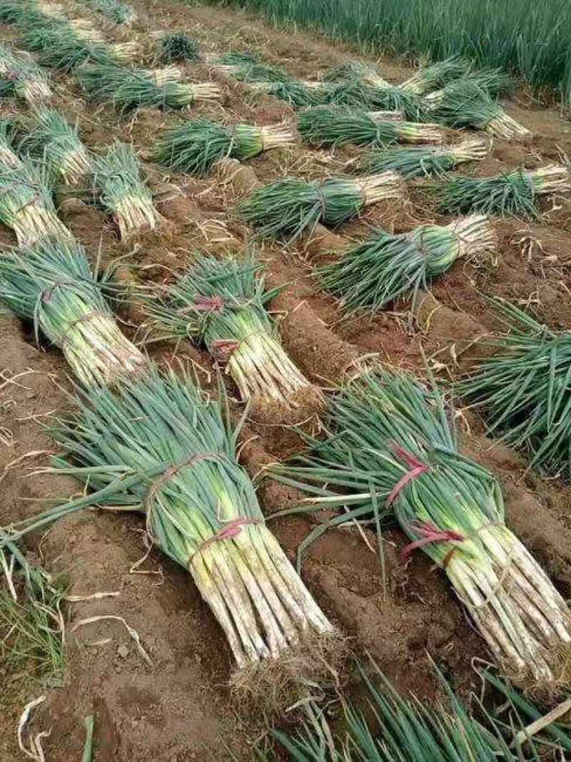 长白大葱