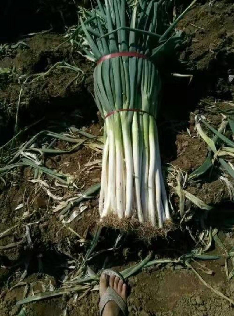 长白大葱