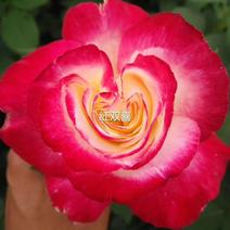 香水玫瑰苗，四季开花适用于盆栽种植绿化工程基地批发