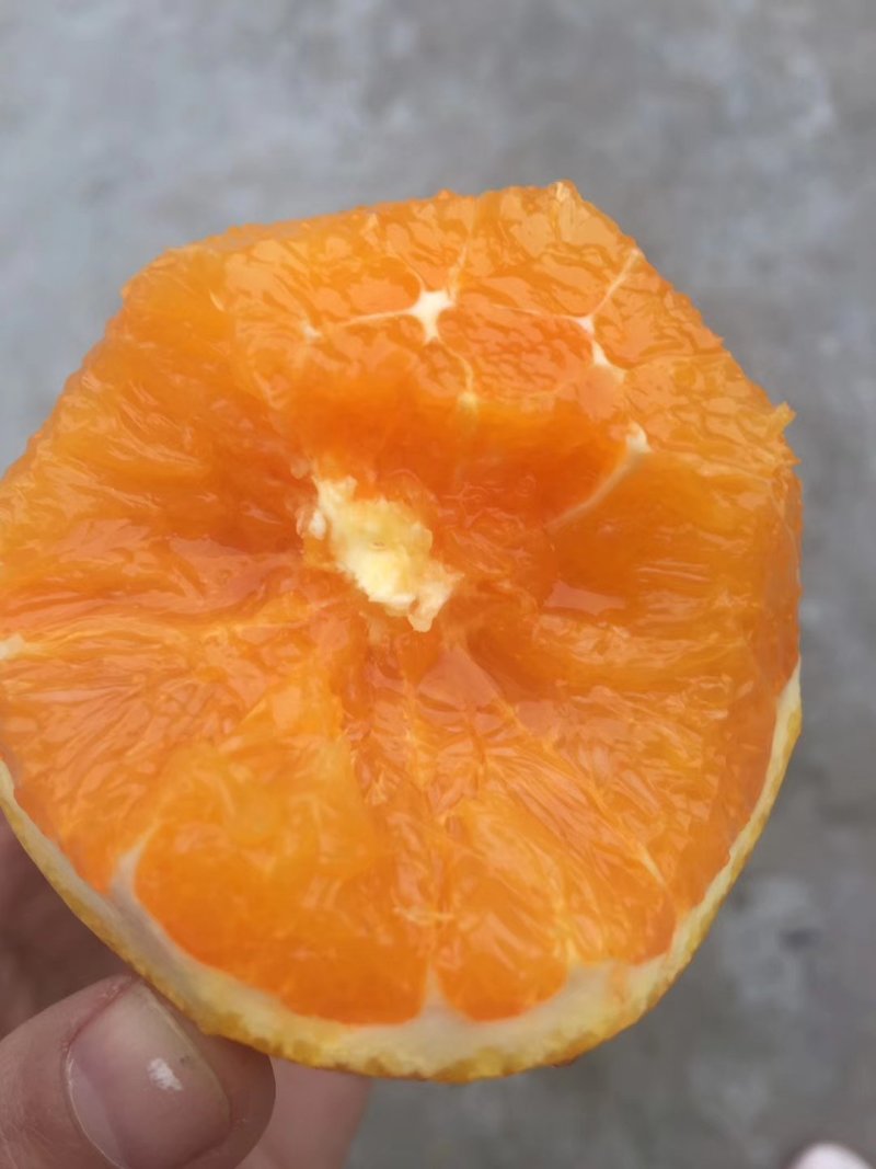 宜昌九月红橙子糖度高产地销售个大皮薄整车装货，一件代发