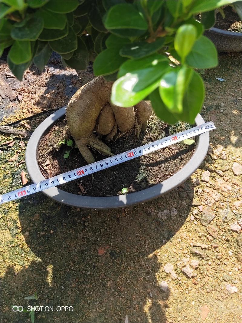 地瓜高度30厘米到40厘米榕榕树盆景福建漳州