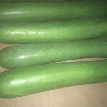 冬瓜