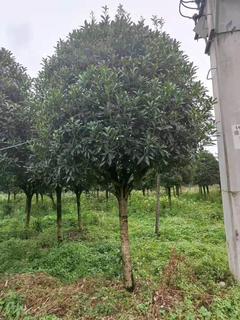 桂花树