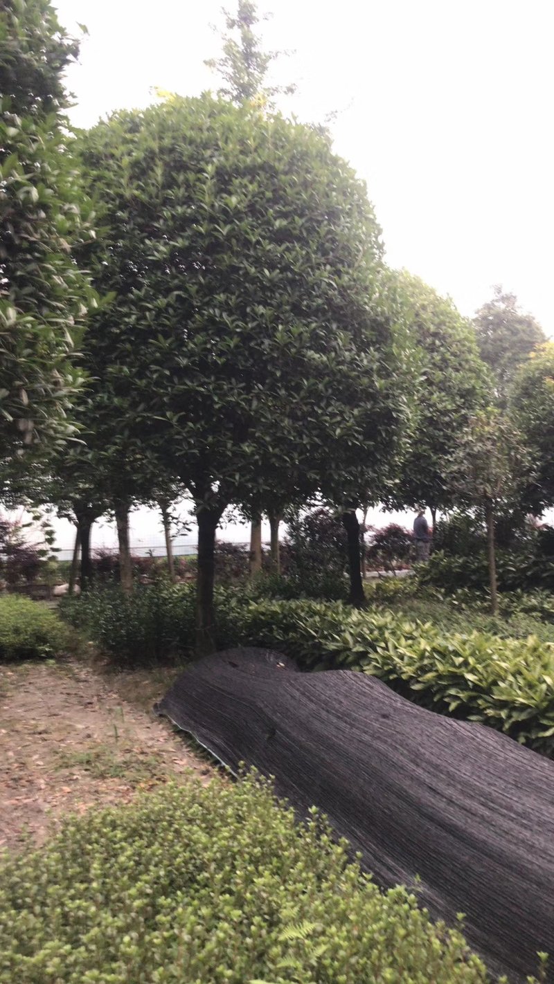 桂花树
