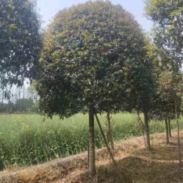 桂花树
