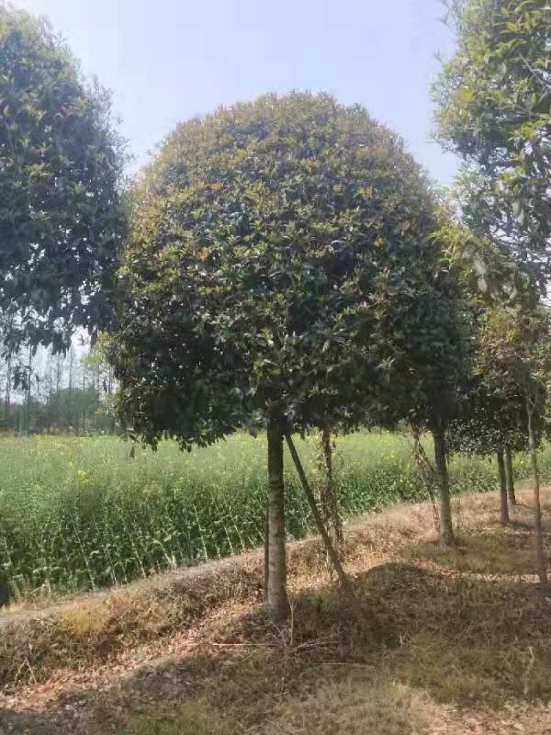 桂花树