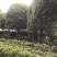 桂花树
