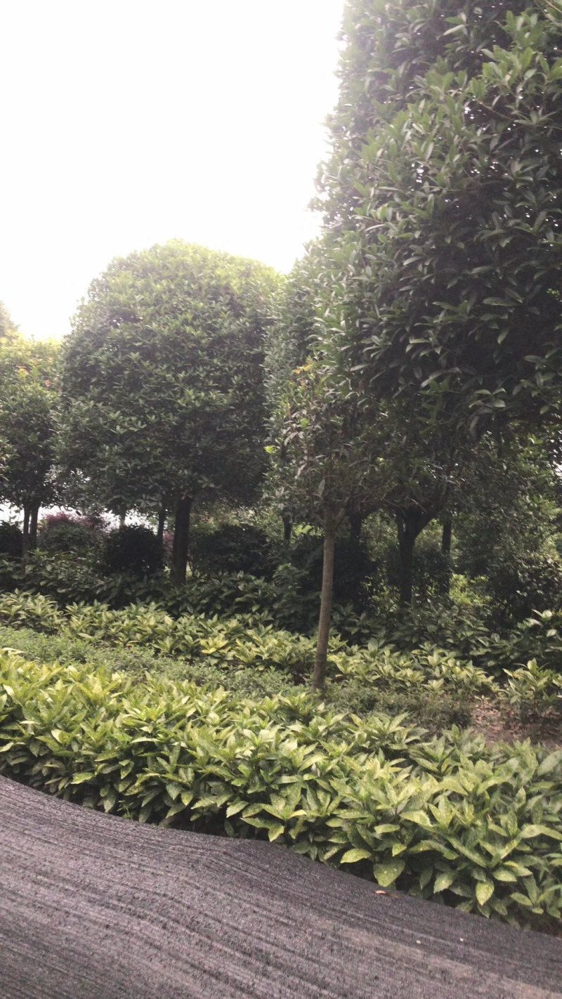 桂花树