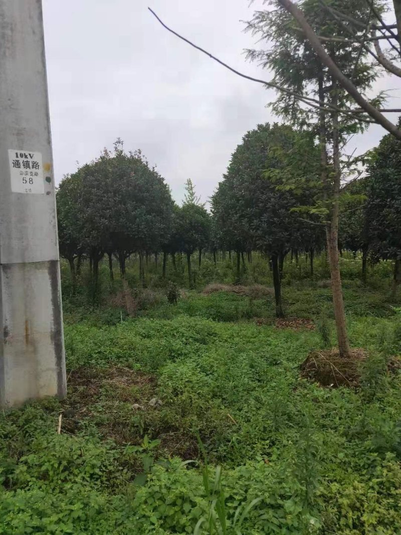 桂花树