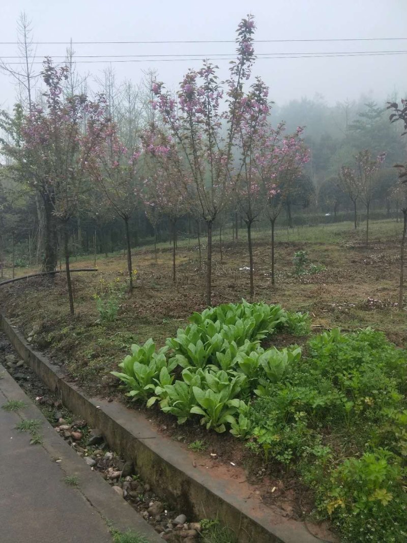 樱花树晚樱