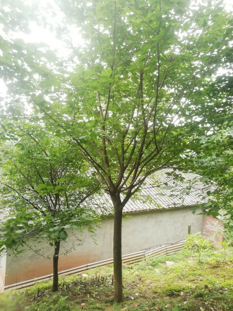 樱花树晚樱