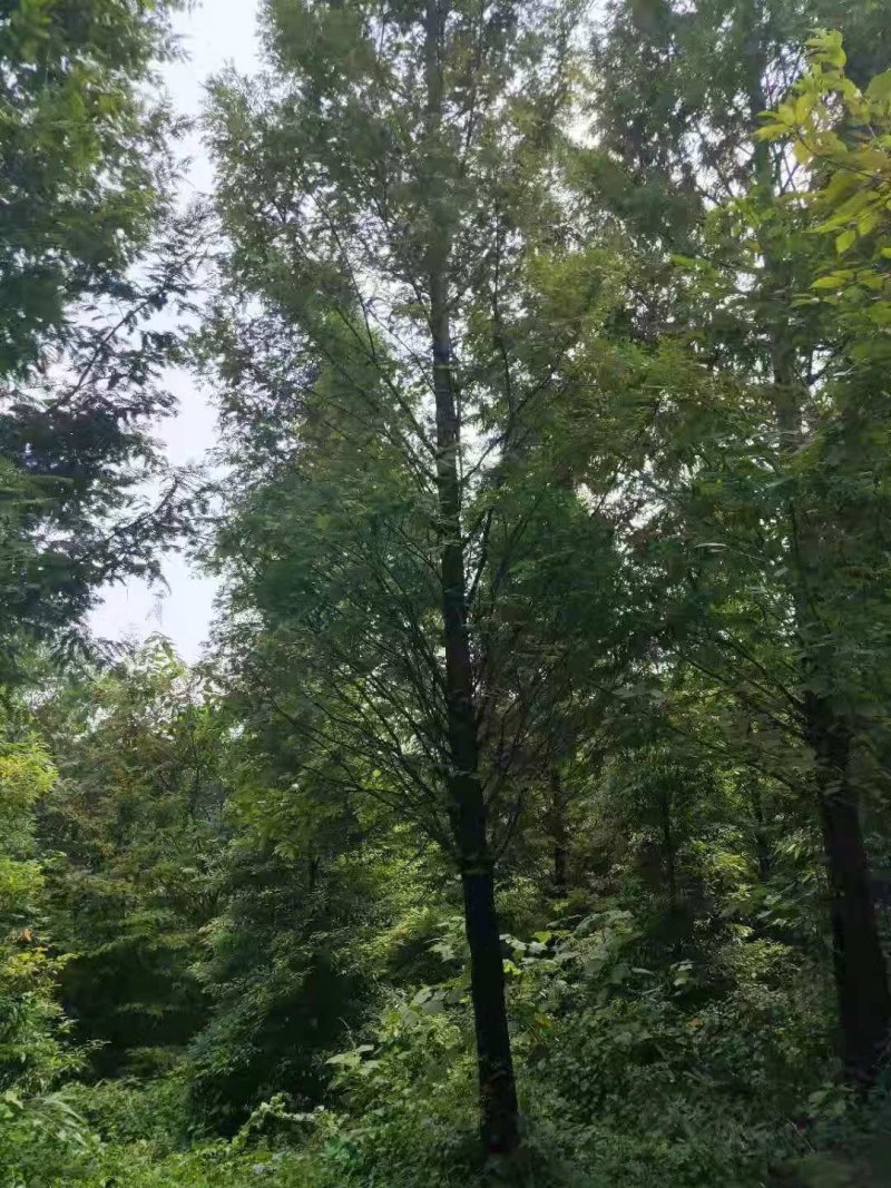 水杉树