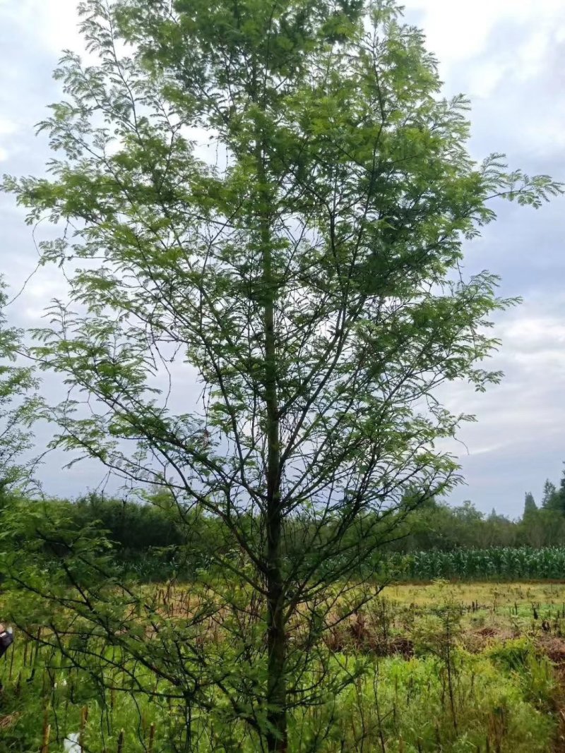 水杉树