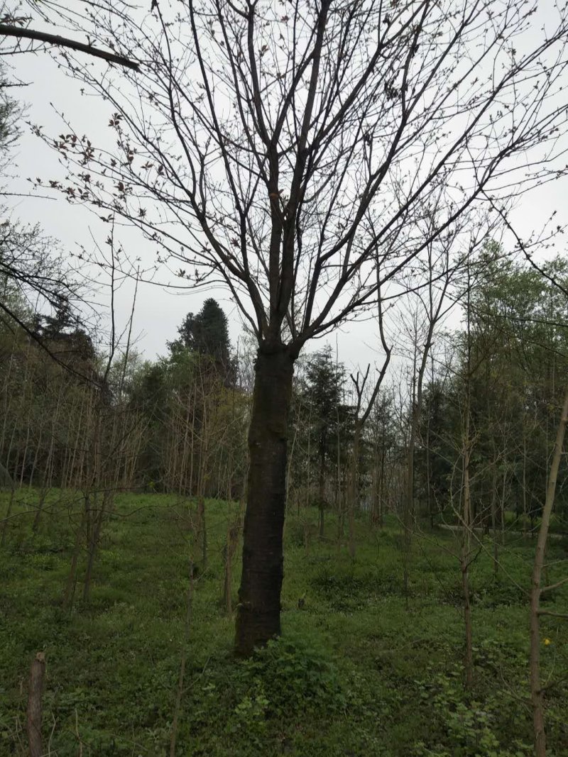 樱花树嫁接樱花