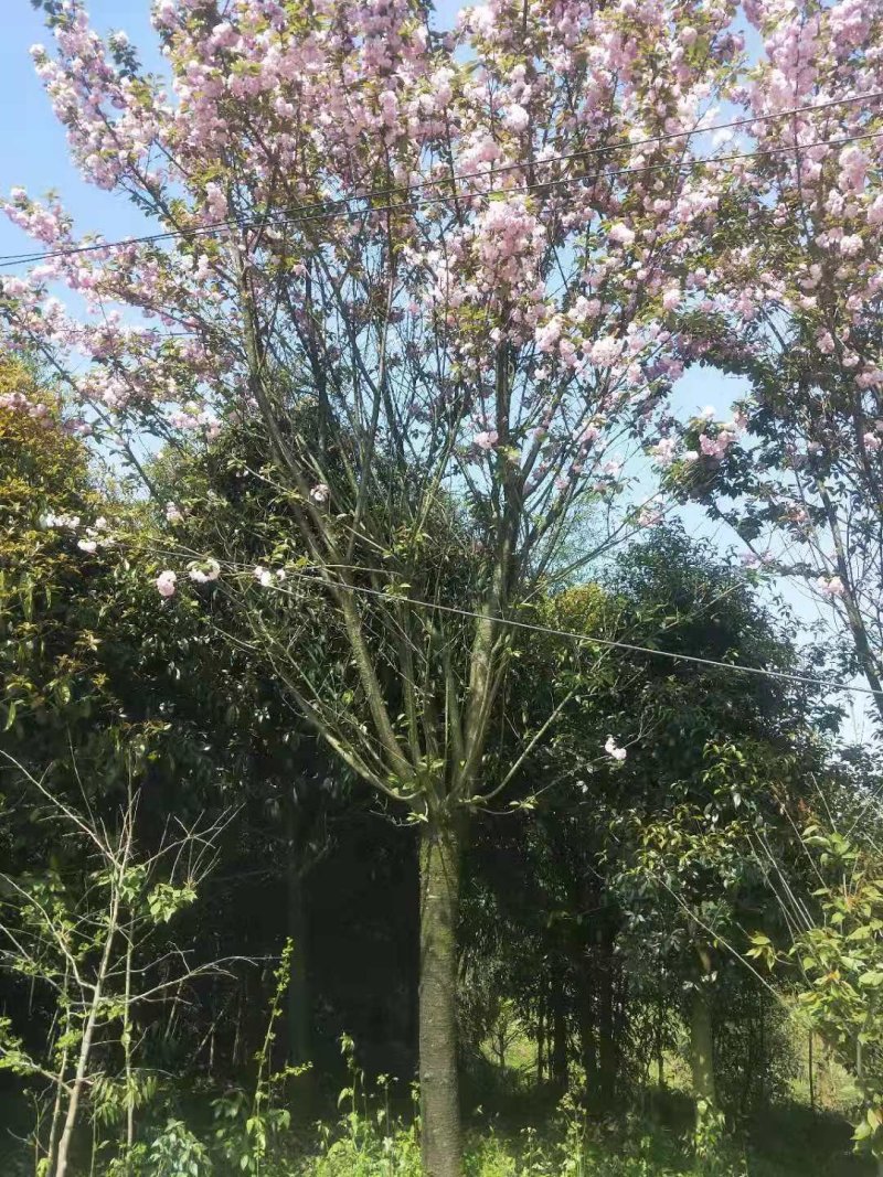 樱花树嫁接樱花