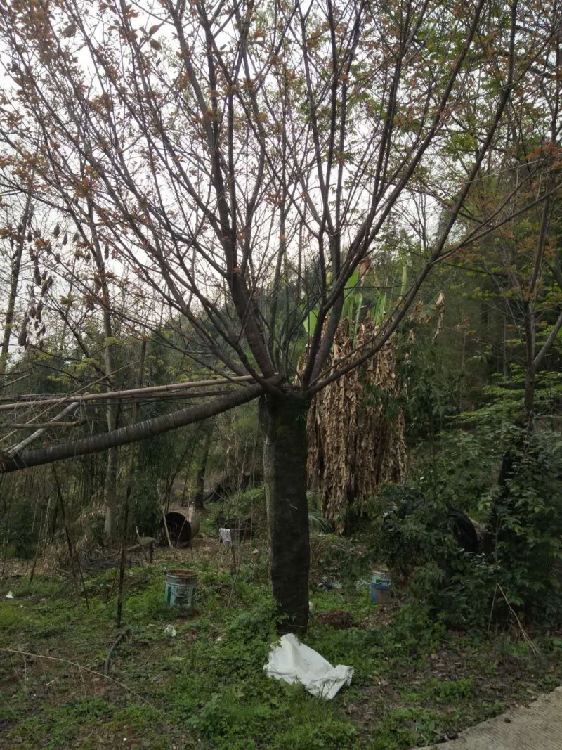 樱花树嫁接樱花