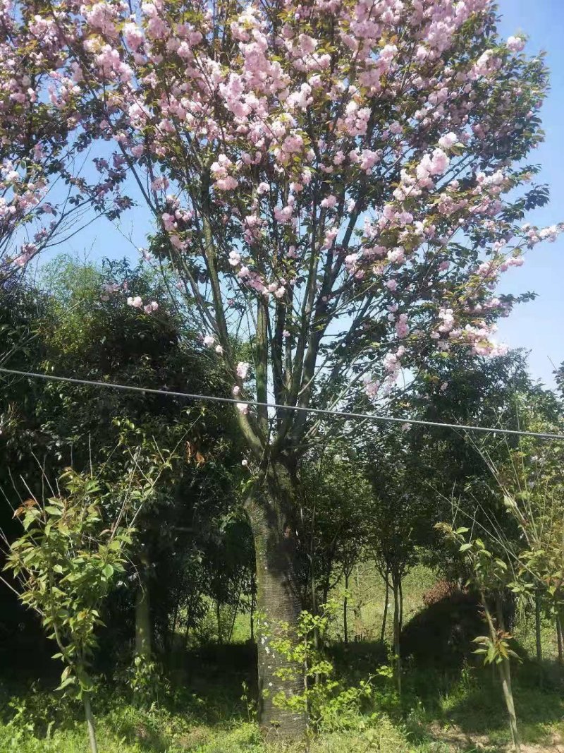 樱花树嫁接樱花