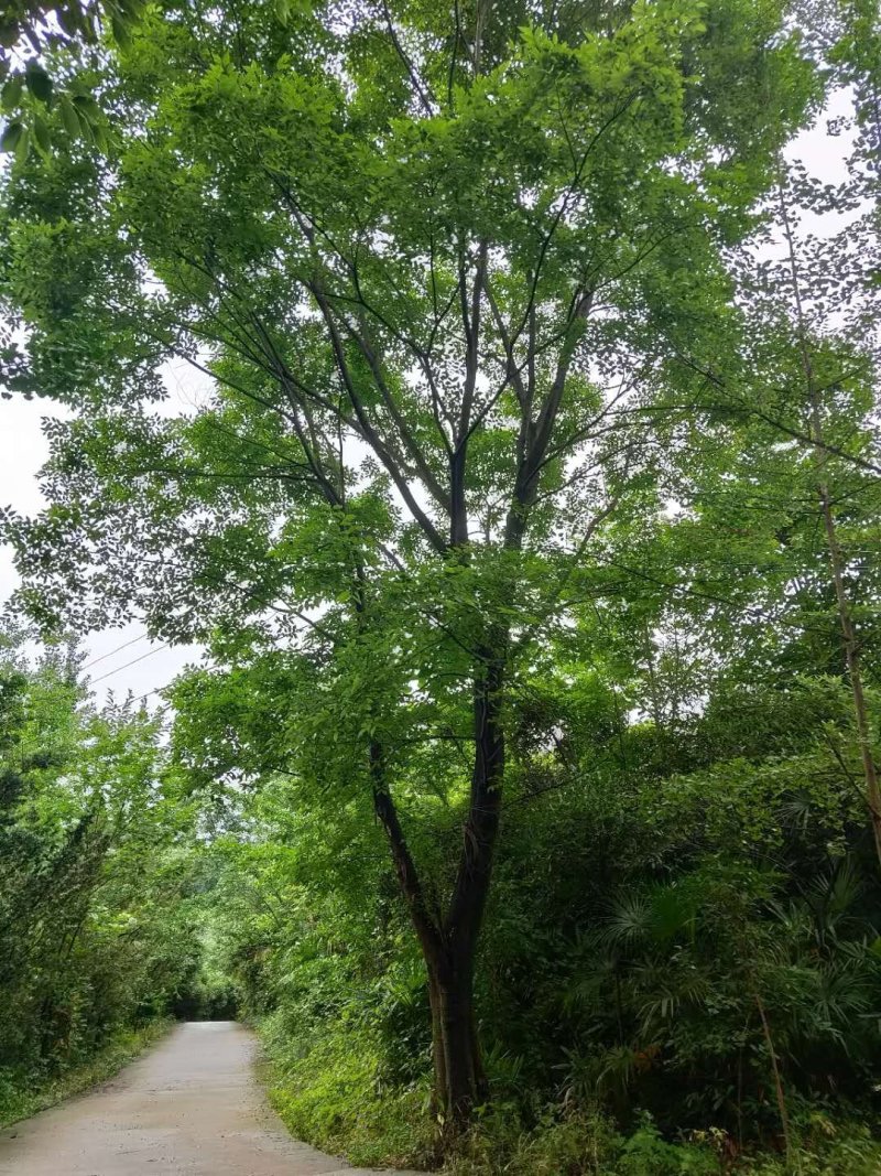 朴树