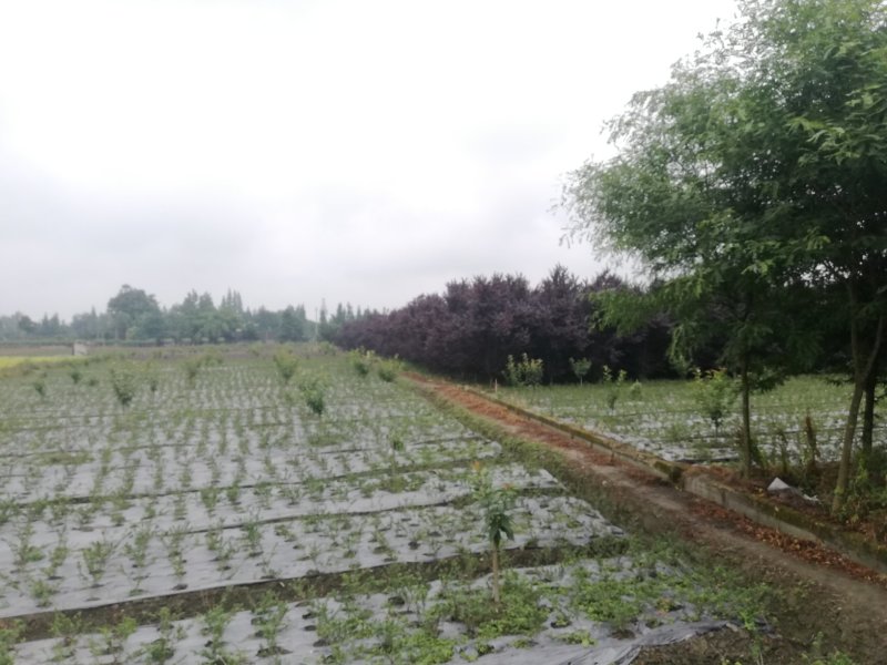 红叶李