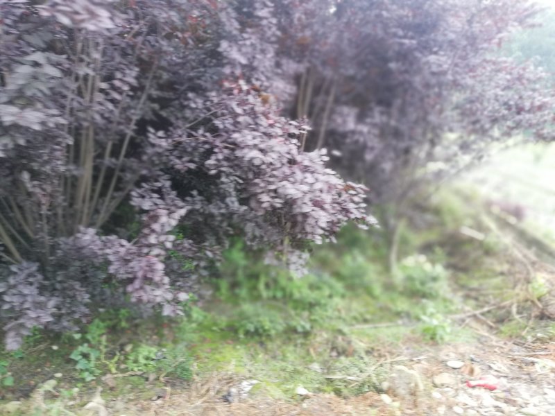 红叶李