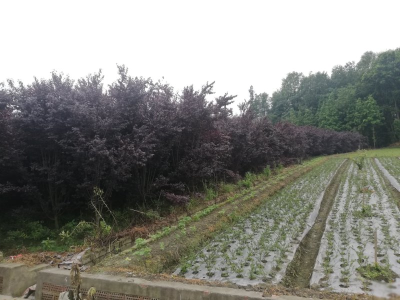 红叶李
