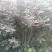 红叶李