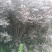 红叶李