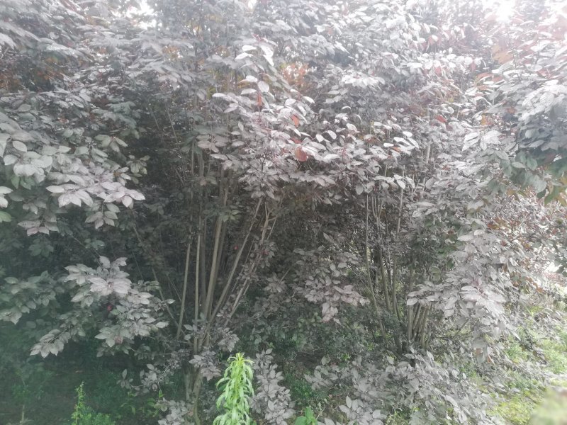 红叶李