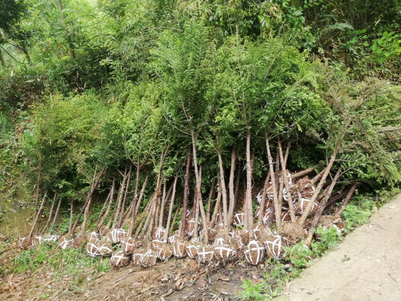 红豆杉