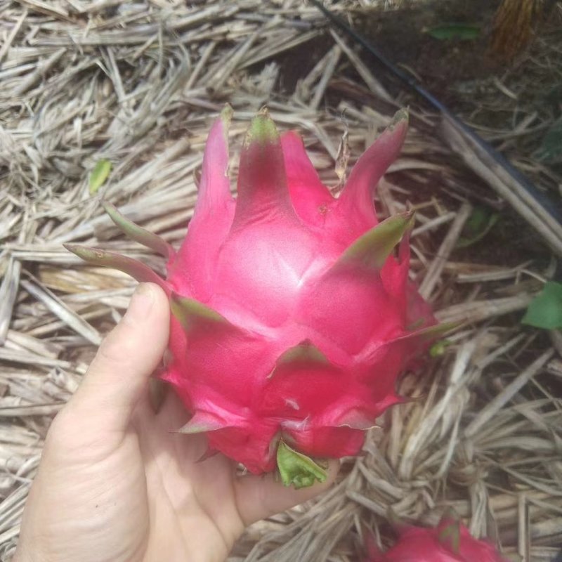 红心火龙果