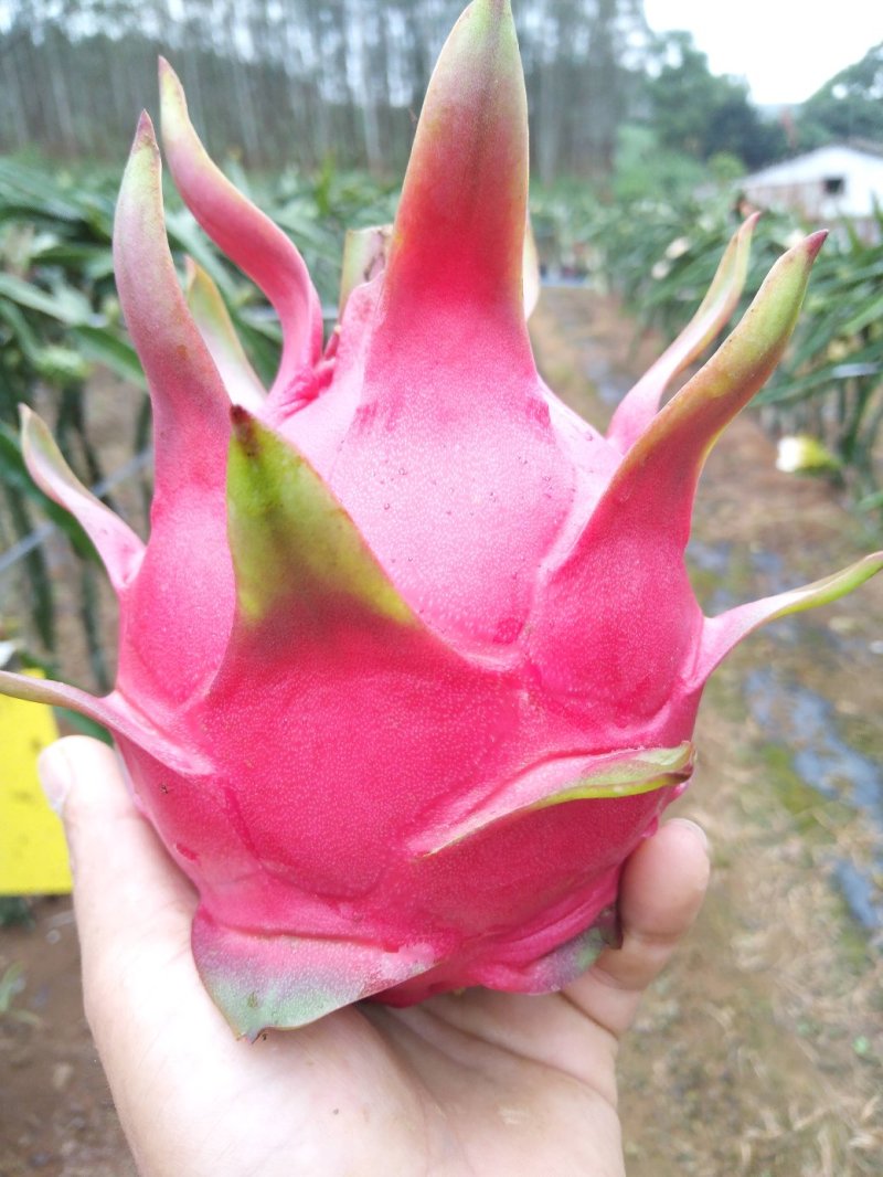 红心火龙果