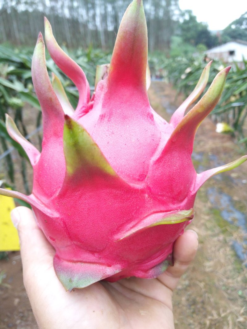 红心火龙果