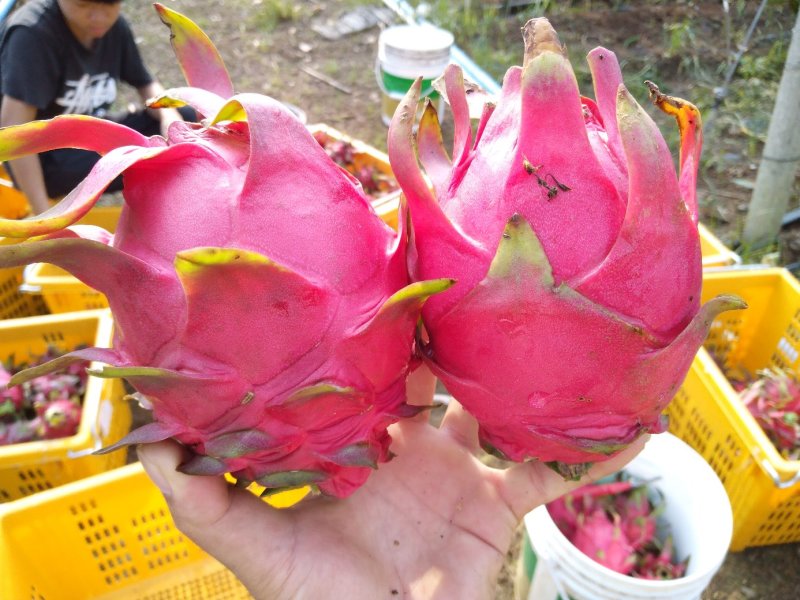 红心火龙果