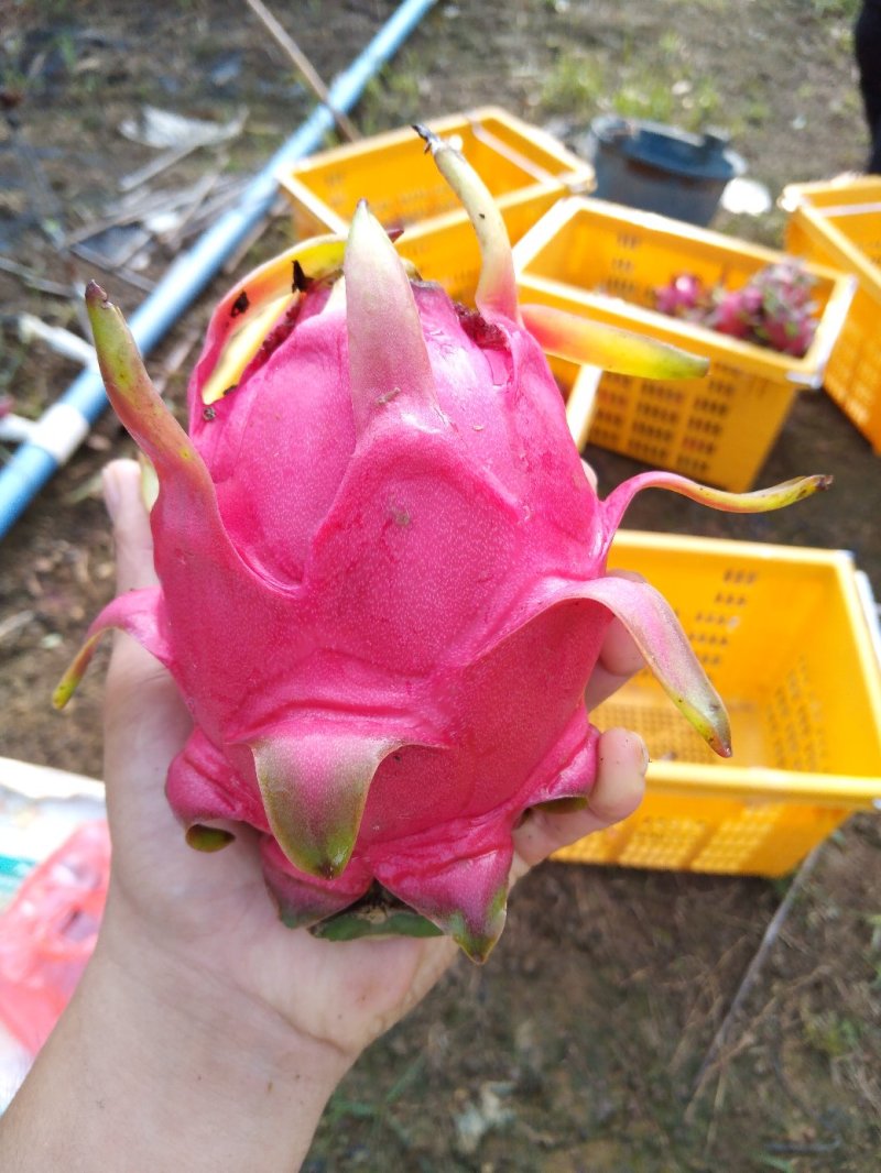 红心火龙果
