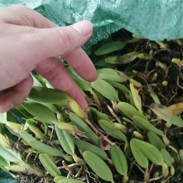 石橄榄
