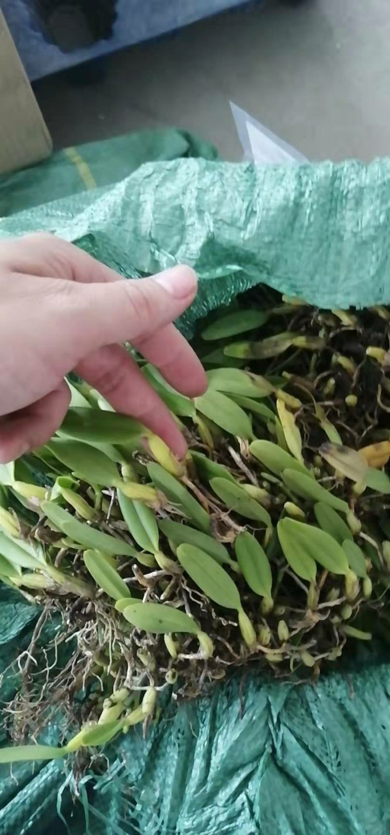 石橄榄