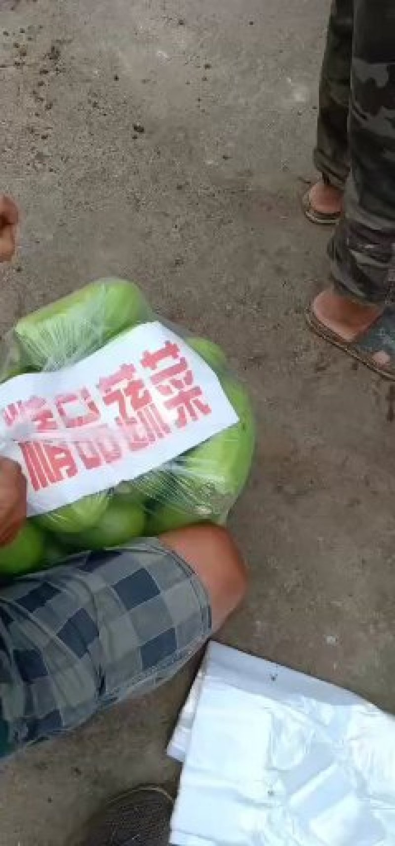 大棚无籽青茄子，大量上市质量好价格低品质好。