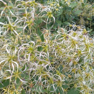 出售威灵仙种子，品种纯正，芽率高，无杂质，一手货源。