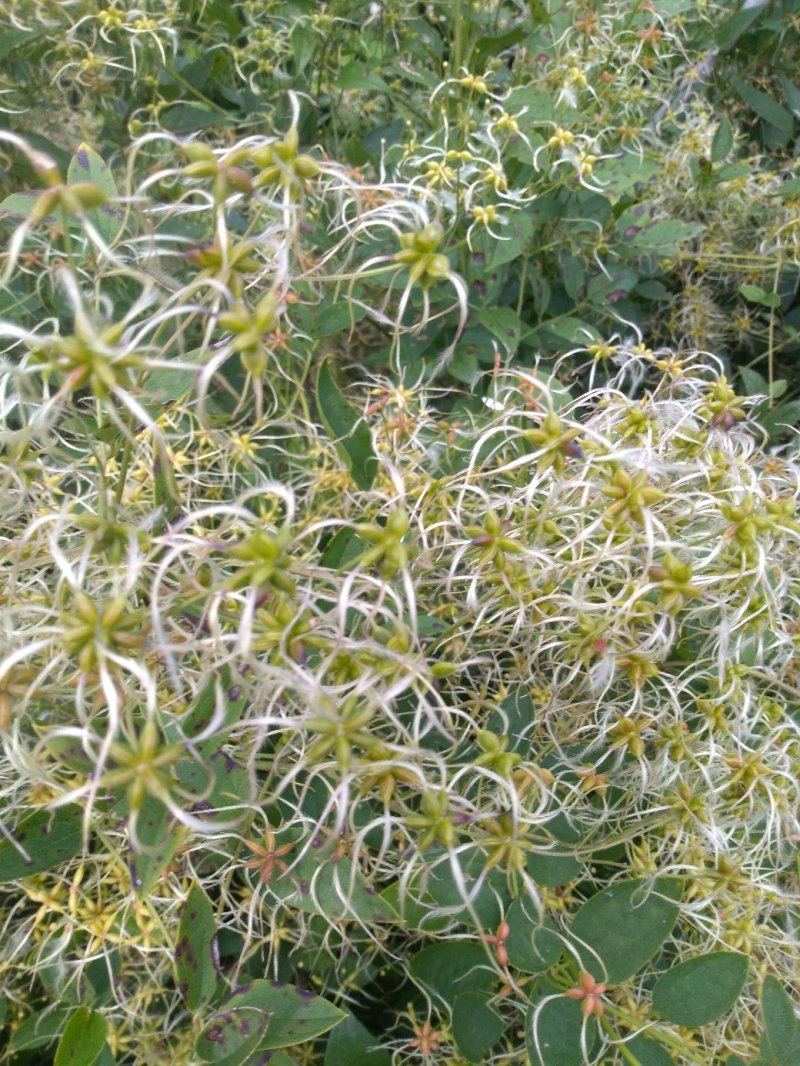 出售威灵仙种子，品种纯正，芽率高，无杂质，一手货源。
