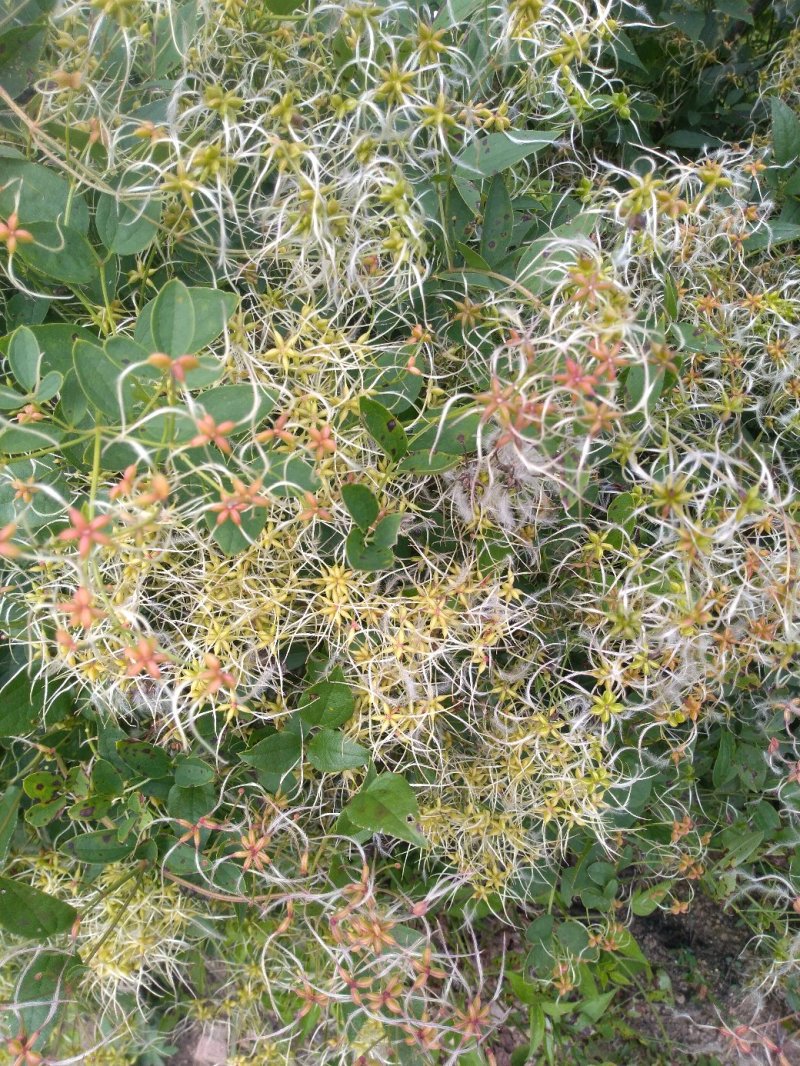 出售威灵仙种子，品种纯正，芽率高，无杂质，一手货源。
