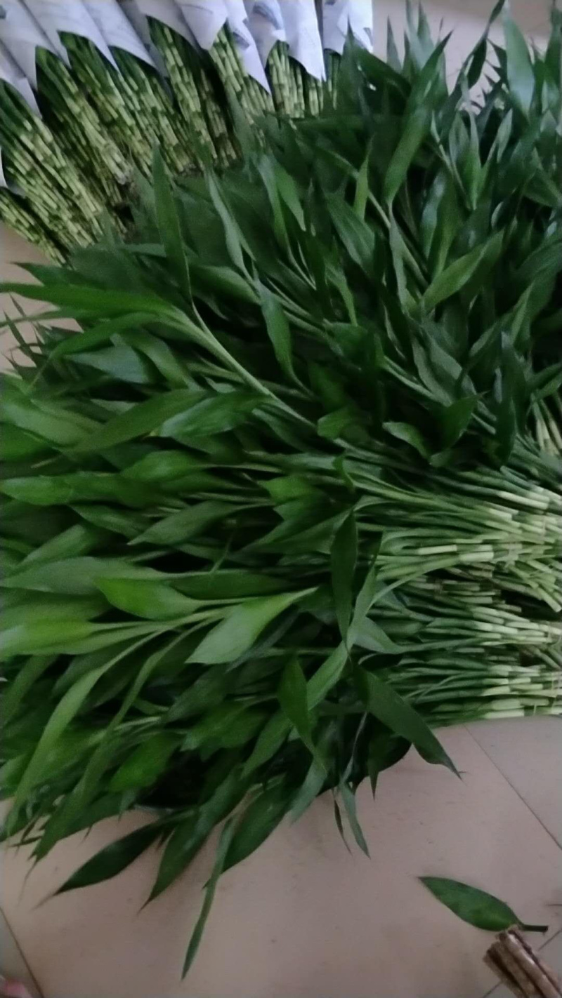 富贵竹