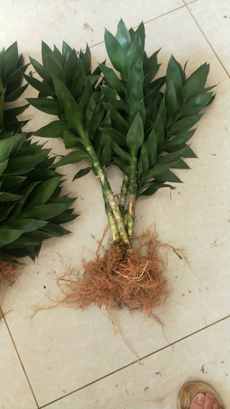 富贵竹