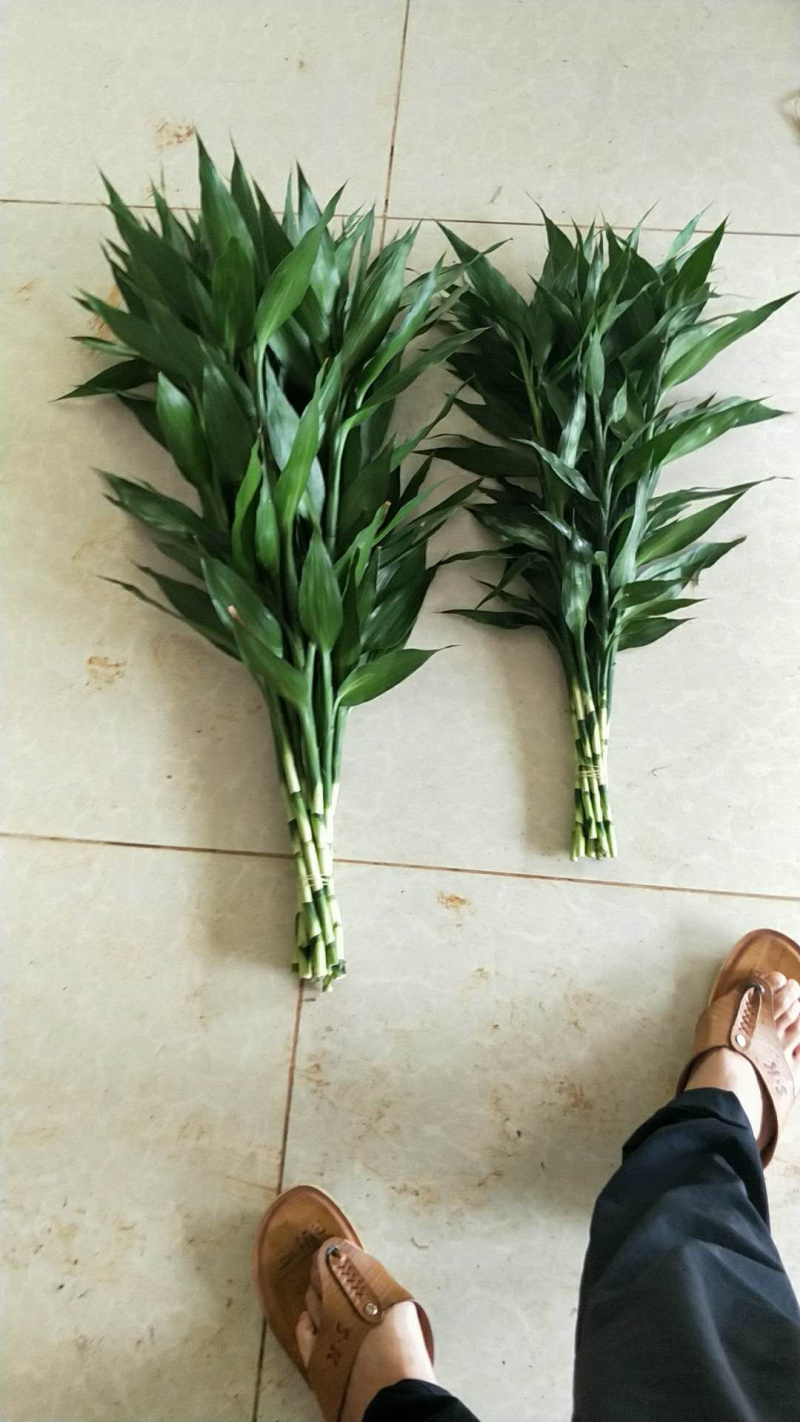富贵竹