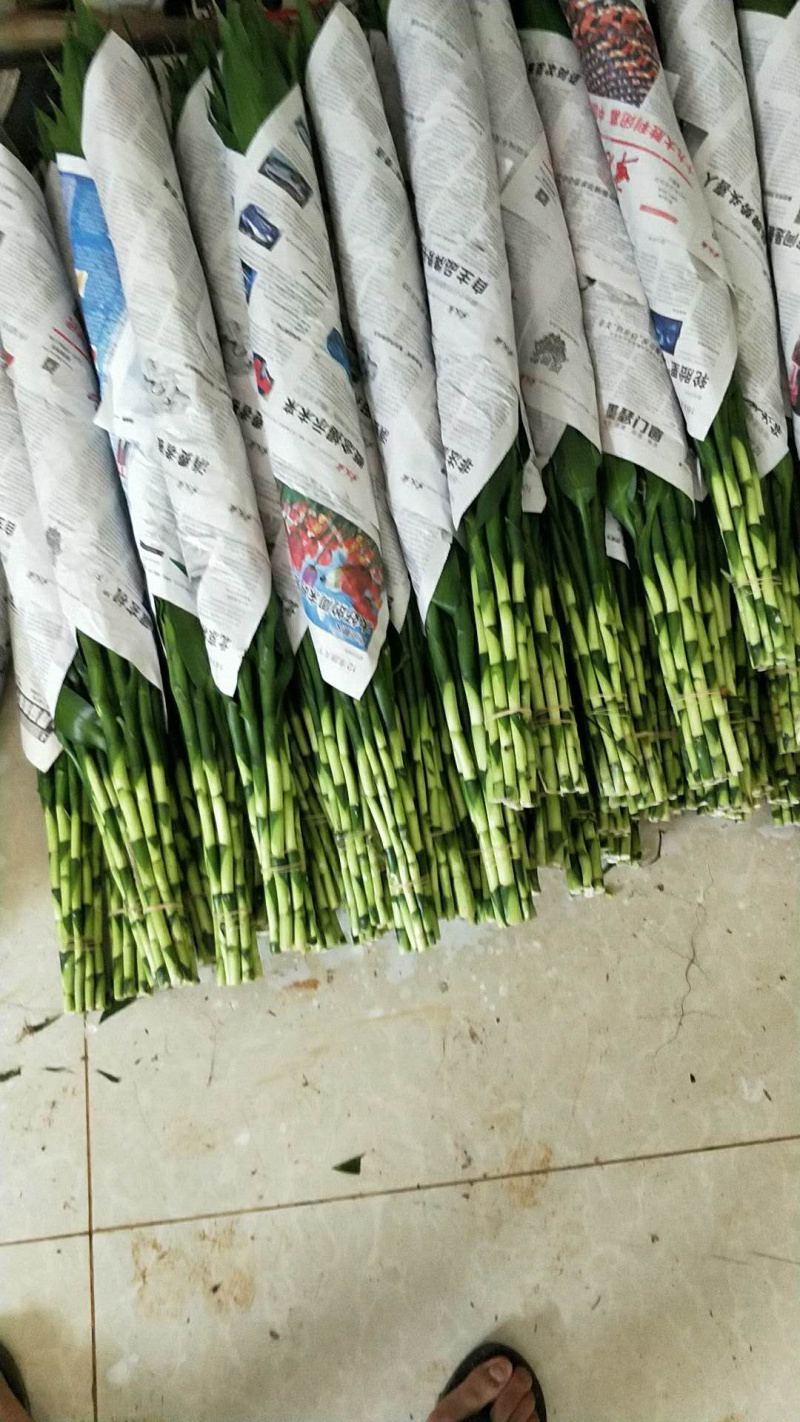 富贵竹