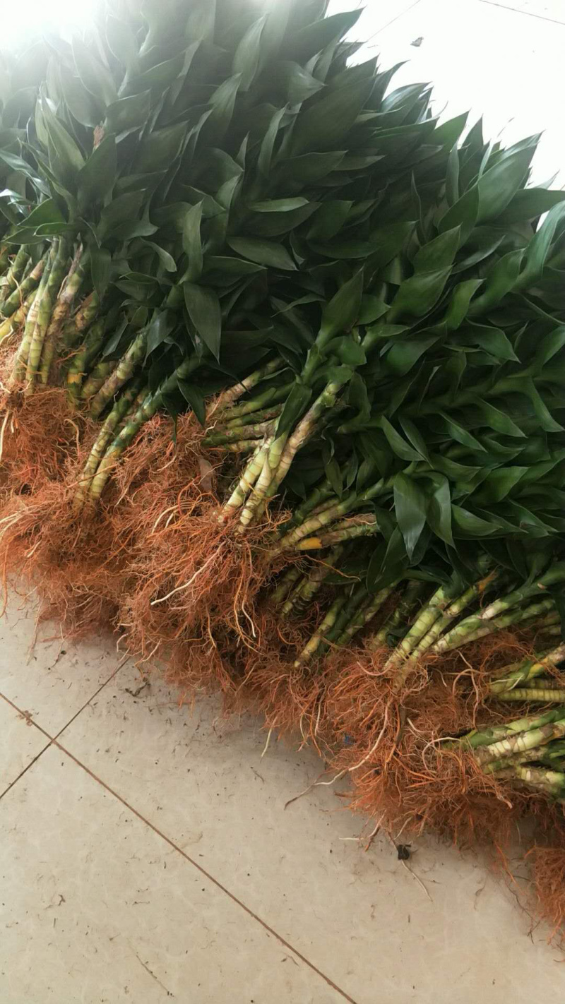 富贵竹