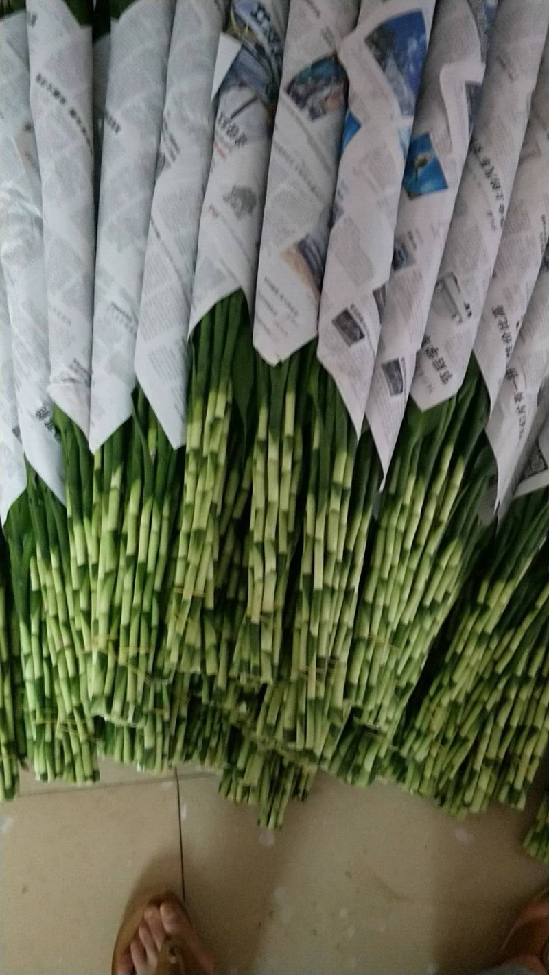 富贵竹