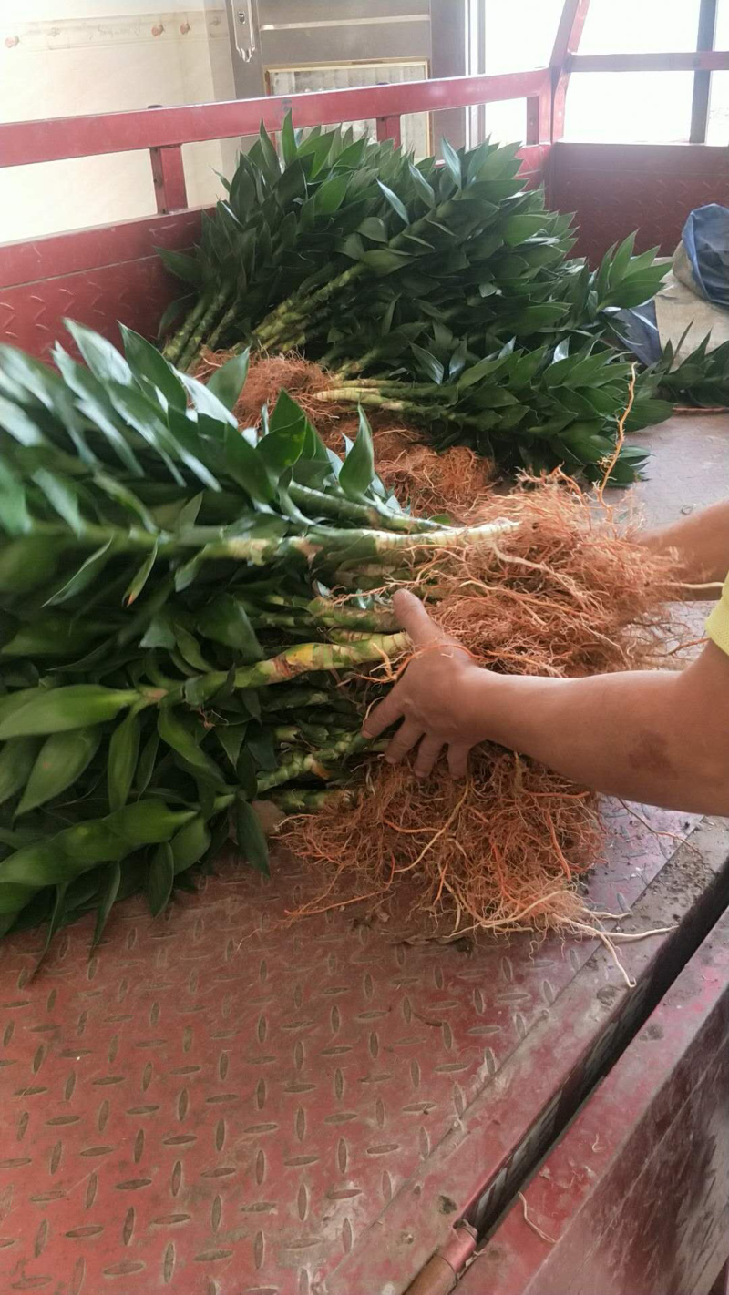 富贵竹