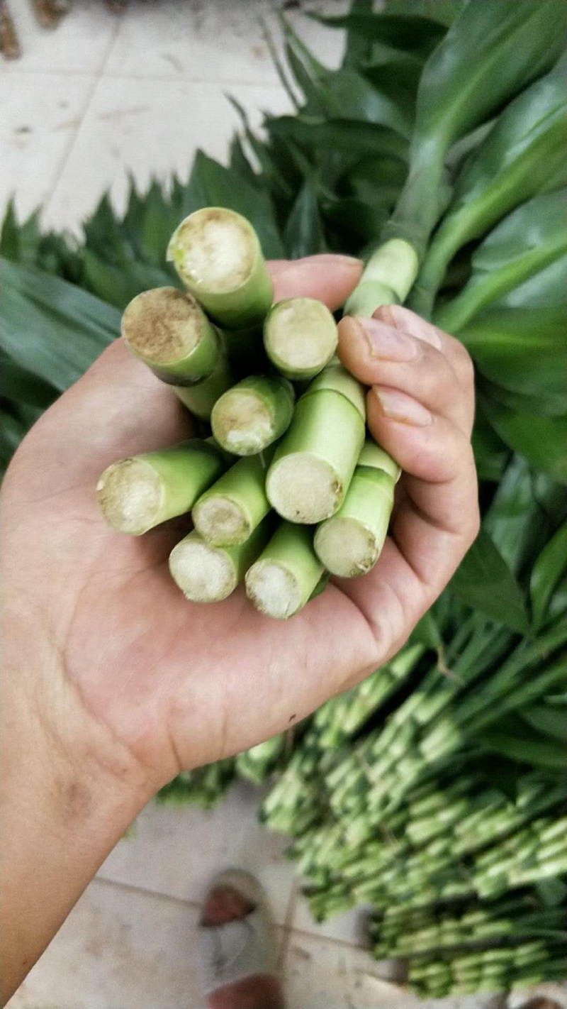 富贵竹